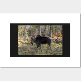 Moose in the fall woods Posters and Art